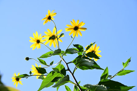 Yellow flowers of rudbeckia on a background of blue sky.の写真素材