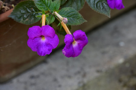 Purple flowers in a pot on a background of greenery.の写真素材
