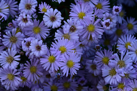 purple asters in the garden close-up. selective focusの写真素材