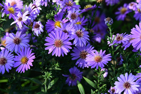 Purple aster flowers in the garden on a sunny summer day.の写真素材