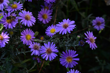 Purple flowers of asters in the garden on a dark backgroundの写真素材