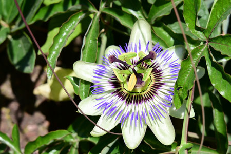 Passiflora caerulea, Passiflora caeruleaの写真素材