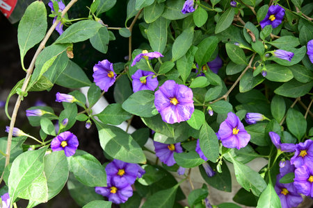 Purple flowers in the garden. (Scientific name Duranta repens)の写真素材