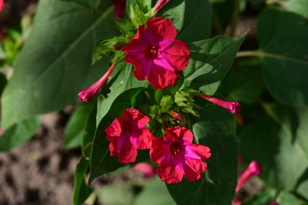 Red flowers of the Mirabilis jalapa in the gardenの写真素材