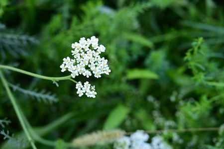 white yarrow flowers on a green background in the garden close up