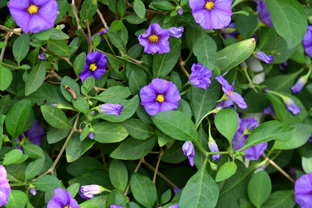Purple flowers with green leaves background,close up of purple flowersの写真素材