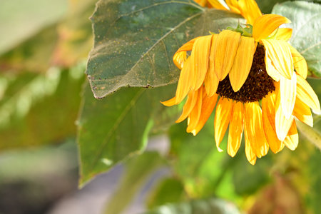 Sunflower blooming in the garden with bokeh background.の写真素材
