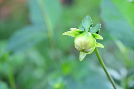 Dahlia flower bud in the garden with green leaves background.の写真素材