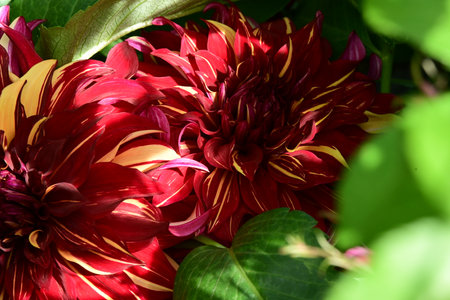 Red and yellow dahlia flowers with green leaves in the gardenの写真素材