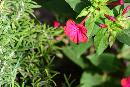 Closeup of a red flower in a garden with green leaves.の写真素材