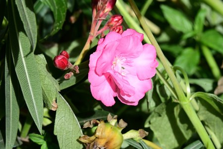 Pink oleander flowers in the garden, closeup of photoの写真素材
