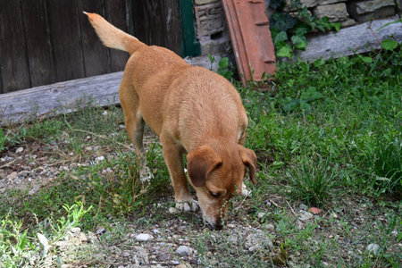 Red dog on the grass in the yard. Dog in the yard.の写真素材