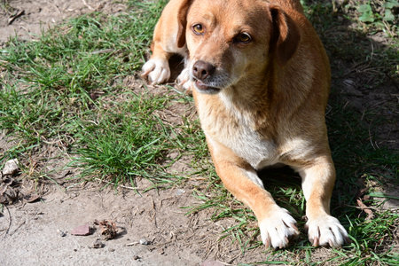 Brown dog sitting on the ground in the park. Close-up.の写真素材