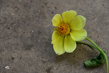 Yellow dahlia flower on concrete floor. Selective focus.の写真素材