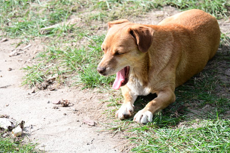 Brown dog lying on the ground and looking at the camera with tongue outの写真素材