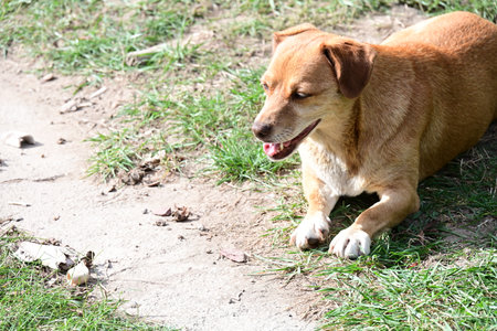 Brown dog lying on the ground and looking at the camera with open mouthの写真素材