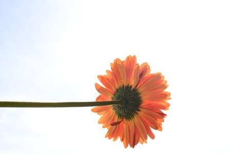 Orange gerbera flower isolated on white background with copy space.の写真素材