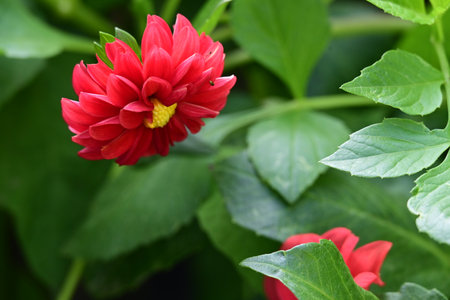 Red dahlia flower in the garden with green leaves background.の写真素材