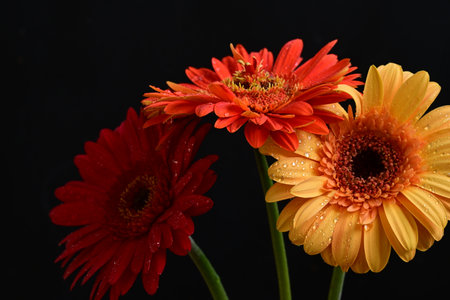 gerbera flowers on a black background closeup. horizontal photo.の写真素材
