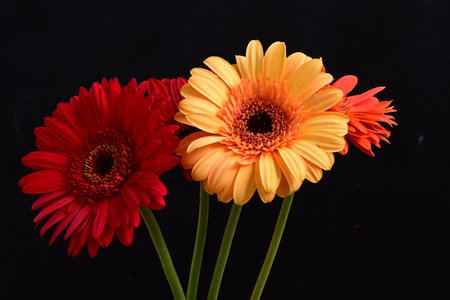 Three gerbera flowers on black background, close-up.の写真素材