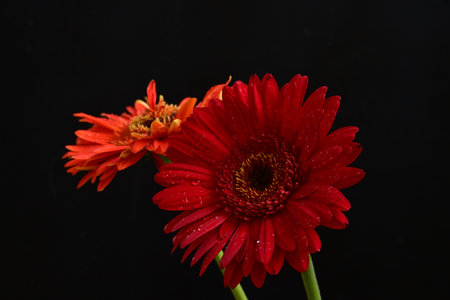 red gerbera flowers on black background, closeup of photoの写真素材