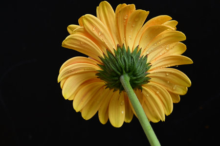 Yellow gerbera isolated on black background. Close-up.の写真素材