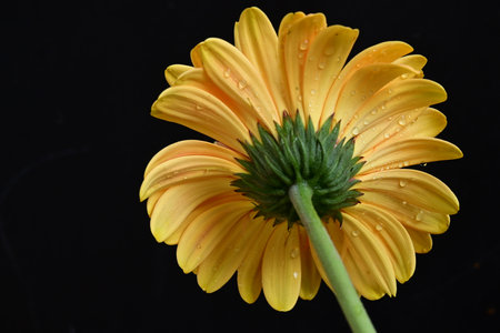 Yellow gerbera on a black background. Close-up.の写真素材
