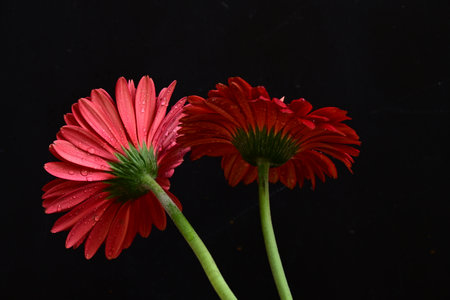 Red gerbera flowers on a black background. Studio shot.の写真素材