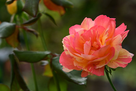 beautiful orange rose in the garden, closeup of a flowerの写真素材