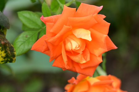 Orange rose in the garden, Thailand. (Rosa chinensis)の写真素材