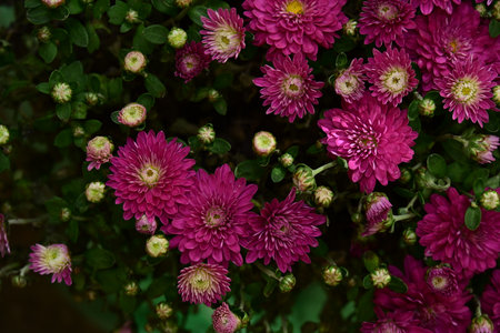 pink chrysanthemum flowers in the garden, close upの写真素材
