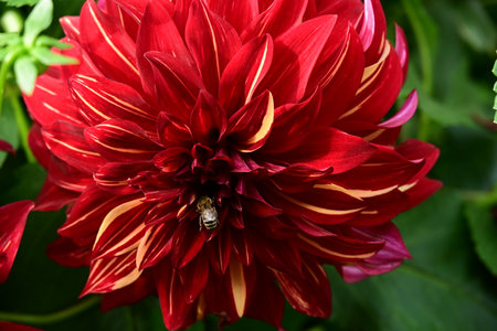 Beautiful red dahlia flower with a bee pollinating itの写真素材