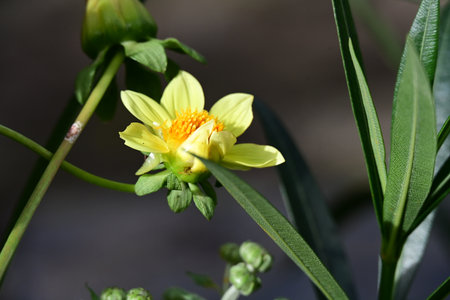 Yellow dahlia flower with green leaves on a dark background.の写真素材