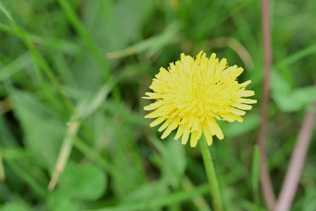 Yellow dandelion flower on green grass background, close-upの写真素材