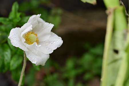 White anemone flower with raindrops on green leaves background.の写真素材