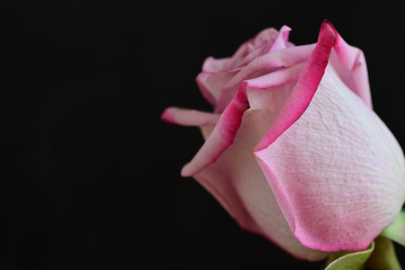 Pink and white rose on black background, shallow depth of field.の写真素材