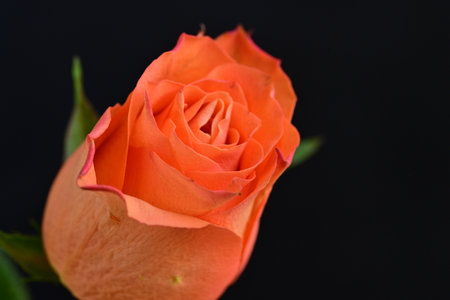 Beautiful orange rose on black background, close-up, macroの写真素材