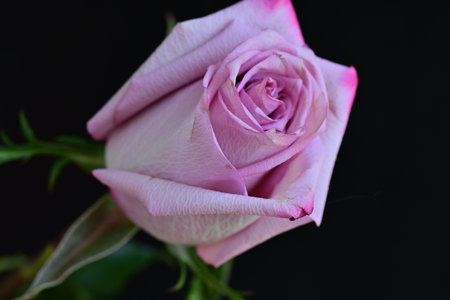 beautiful pink rose on a black background close-up macro photoの写真素材