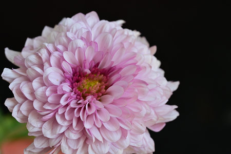 pink chrysanthemum flower close up on black backgroundの写真素材