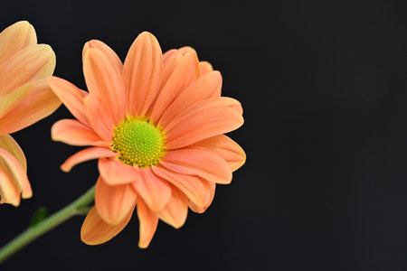 Orange chrysanthemum flower isolated on black background, close upの写真素材
