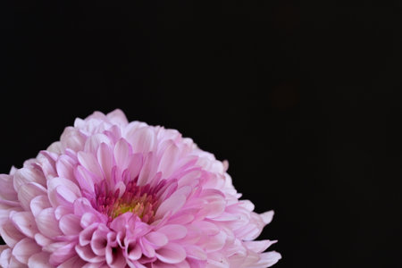 Pink chrysanthemum isolated on black background. Close up.の写真素材