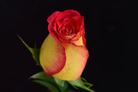 Red rose with yellow petals on black background, close-upの写真素材