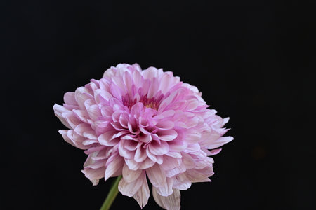 Pink chrysanthemum on a black background close-upの写真素材