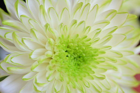 White chrysanthemum flower with green petals close-upの写真素材
