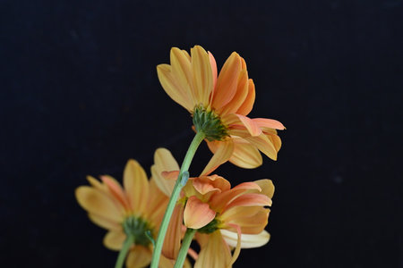 Gerbera flower on black background, closeup of beautiful flowerの写真素材