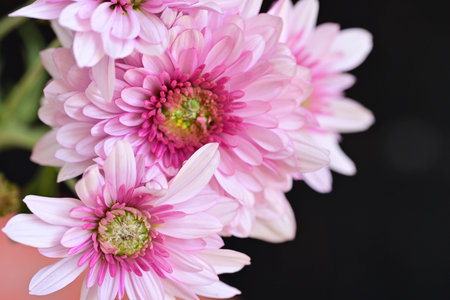pink chrysanthemum flowers on black background close upの写真素材