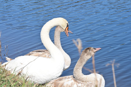 Two swans on the lake shore, close-up photo.の写真素材