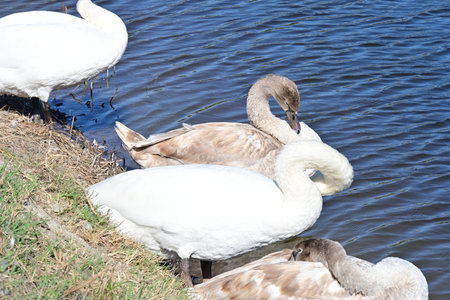swans on the lake, swans in the wild, nature seriesの写真素材