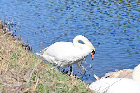swan on the lake in sunny day, swans on pond, nature seriesの写真素材