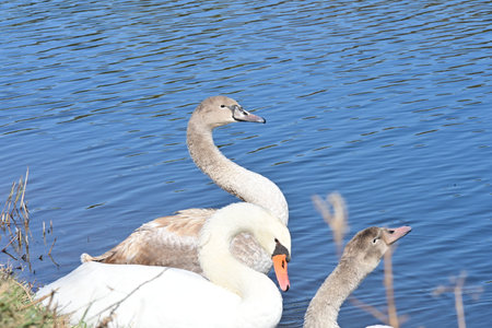 Swan family on the lake in spring. Mute swanの写真素材